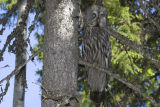Great Grey Owl 